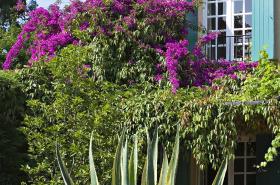 Saint-Vincent - photo 10